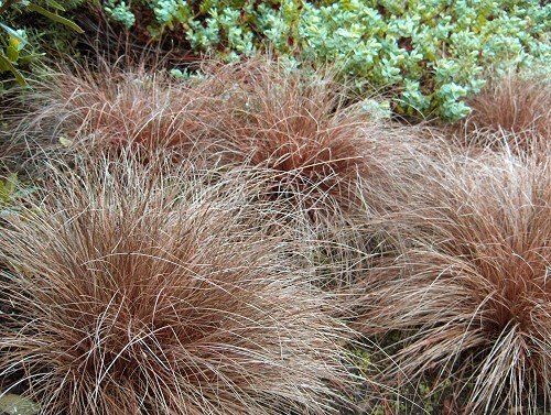 Carex flagellifera Auruga- pātagu grīslis